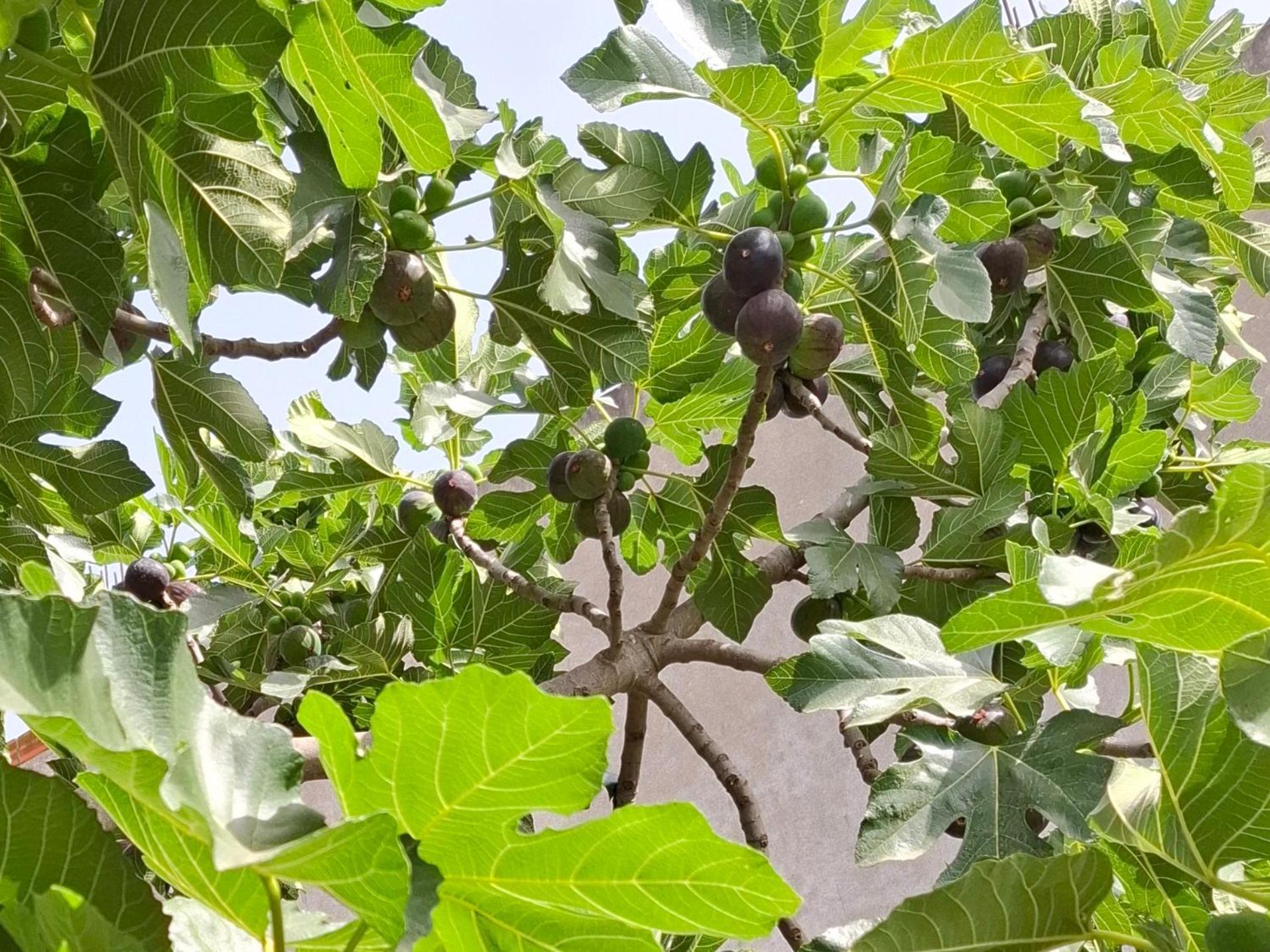 Vlorë Vila Noar מראה חיצוני תמונה